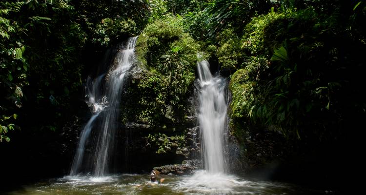 Deux ruisseaux dévalent à travers un feuillage vert dense dans un bassin de jungle