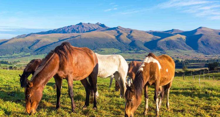 Pferde, die auf grünen Weiden mit sanften Andenhügeln unter klarem blauen Himmel grasen.