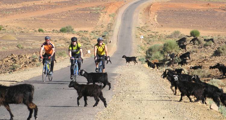 Trois cyclistes roulent sur une route désertique tandis que des chèvres noires errent sur l'asphalte au milieu de collines arides.