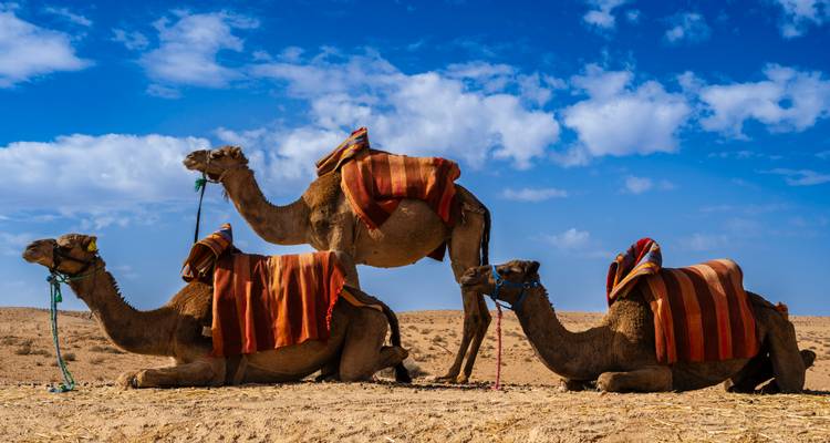 Drei Kamele ruhen auf sandigem Wüstenboden unter einem leuchtend blauen Himmel