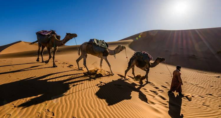 Karawane von Kamelen, geführt von einem Führer, die lange Schatten auf goldene Wüstendünen wirft
