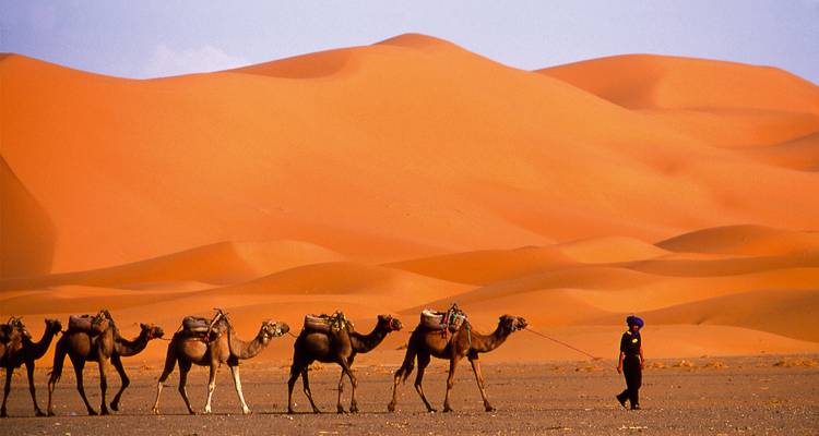 Caravana de camellos liderada por un guía bereber atraviesa las vibrantes dunas naranjas del Sahara.