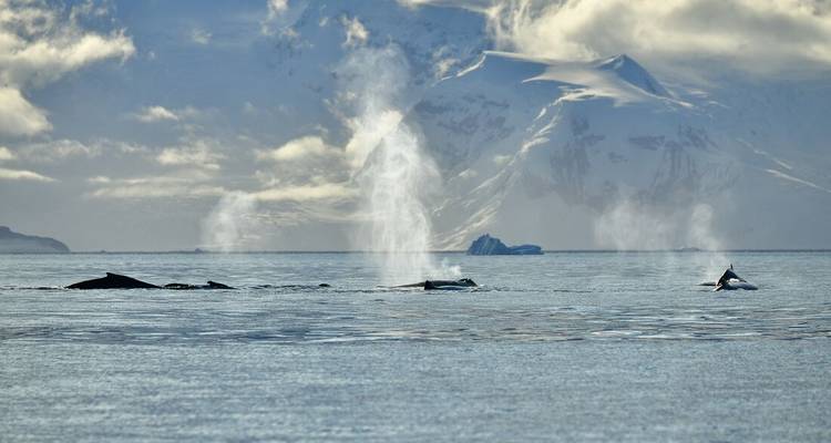 Reeks walvissen die water spuiten in ijzige Antarctische wateren met dramatische besneeuwde bergtoppen op de achtergrond