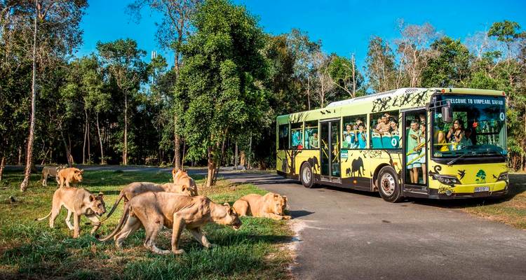 Un bus de style safari décoré avec des graphiques d'animaux passe devant un groupe de lions sur une route bordée d'arbres dans le parc safari de Phu Quoc