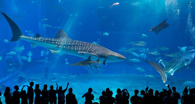 Grand aquarium avec des requins baleines et de nombreux poissons observés par des visiteurs en silhouette.