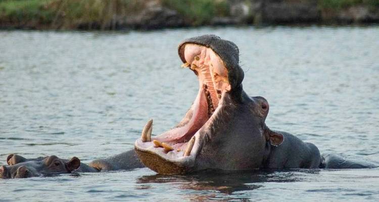 Nahaufnahme eines gähnenden Flusspferdes, das riesige Kiefer zeigt, während es halb im Flusswasser untergetaucht ist.