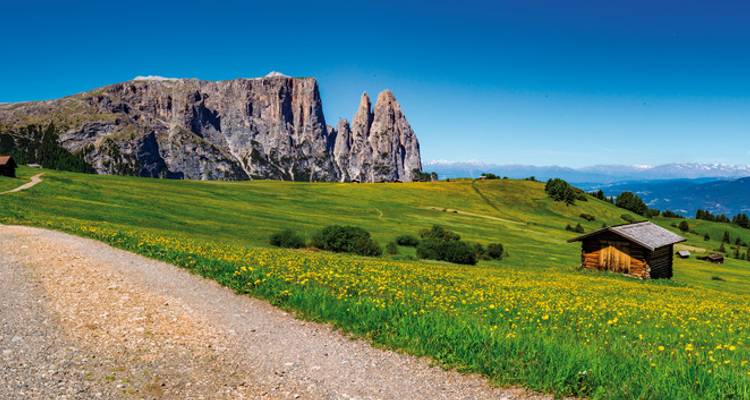 Bloemrijke weide en grindpad die leiden naar de dramatische rotswand van Alpe di Siusi.