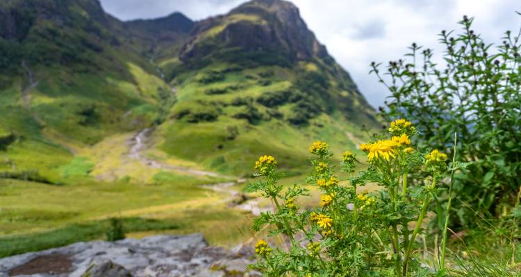 Fleurs sauvages jaunes en netteté avec vallée verte et pic imposant flous à l'arrière-plan