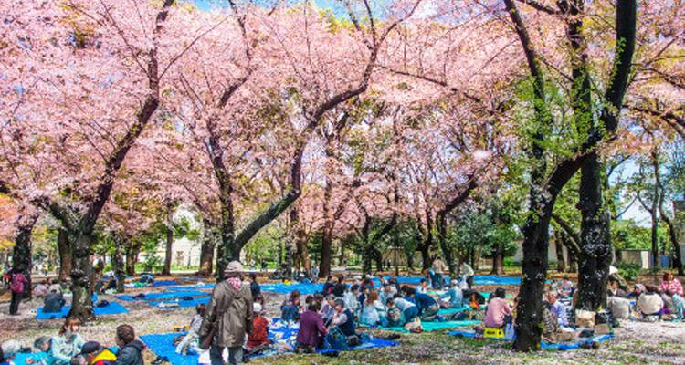 Hanami-feestvierders picknicken onder bloeiende kersenbomen bedekt met roze bloesems.