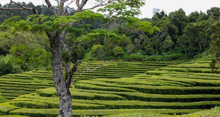 Plantaciones de té verde en terrazas se curvan a lo largo de colinas onduladas con un árbol solitario en primer plano.