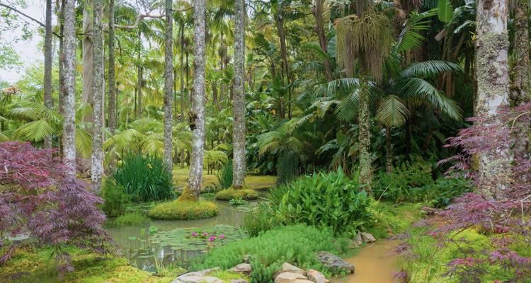 Exuberante escena de jardín botánico con estanque, nenúfares y diversas plantas tropicales.