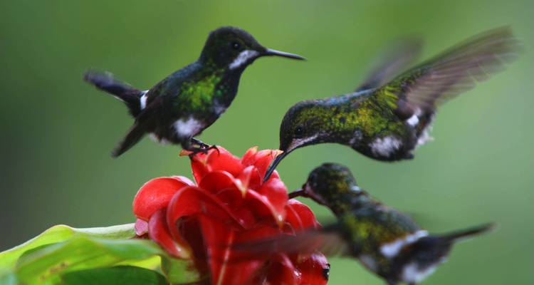 Trois colibris iridescents se nourrissent d'une fleur de jungle rouge vif avec des détails nets.