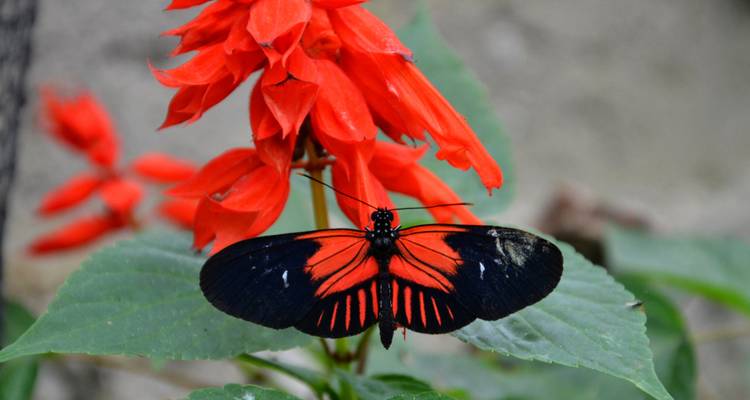 Papillon noir et rouge déploie ses ailes sur une fleur écarlate contre un feuillage vert flou.