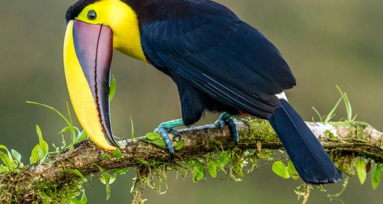Toucan vibrant avec un énorme bec jaune perché sur une branche moussue dans la forêt tropicale.