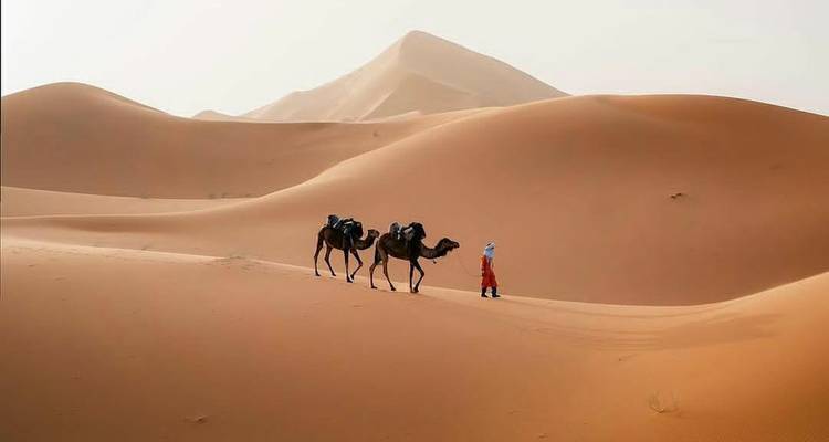 Guide menant trois chameaux de bât à travers des dunes de sable orange lisse sous un ciel brumeux.