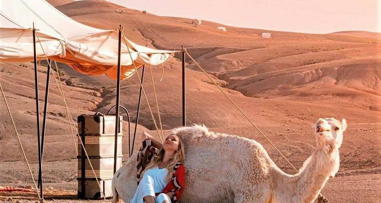 Jeune femme se détend contre un chameau assis près d'un camp de luxe dans le désert à la lumière dorée et chaleureuse de l'heure dorée.