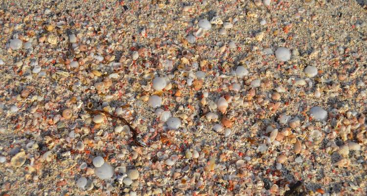 Close-up van kleurrijke minuscule schelpen en koraalfragmenten verspreid over het zandstrand.