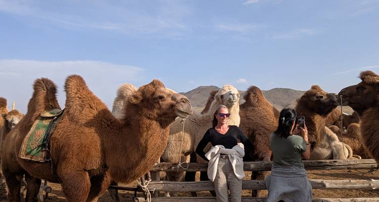 Des visiteurs debout au milieu d'un troupeau de chameaux de Bactriane dans un campement nomade.