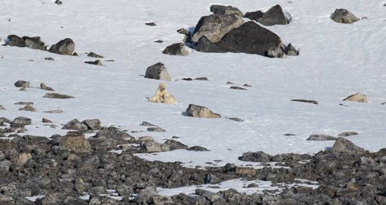 Eenzame ijsbeer die alleen zit op een besneeuwde, rotsachtige heuvelflank.