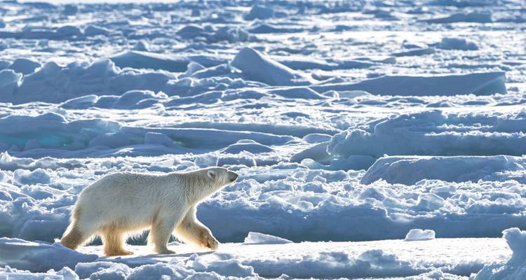 Ijsbeer die over een veld van bevroren zee-ijs loopt onder helder zonlicht.