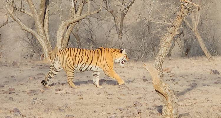 Tijger met open bek loopt zelfverzekerd over stoffige grond tussen schaarse bomen.