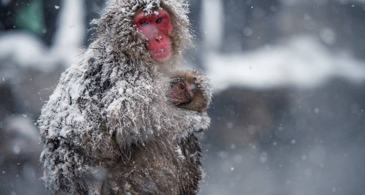 Un macaco japonés cubierto de nieve acuna a su bebé entre copos de nieve que caen, creando una tierna escena de vida silvestre invernal.