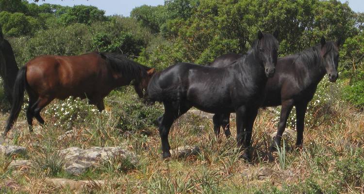 Wilde sardische Pferde grasen zwischen Sträuchern und Felsvorsprüngen an einem sonnigen Tag