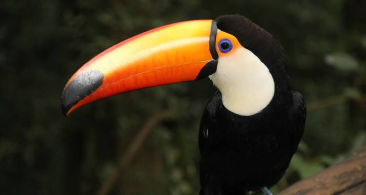 Profil en gros plan d'un toucan éclatant avec un énorme bec orange sur fond sombre de jungle