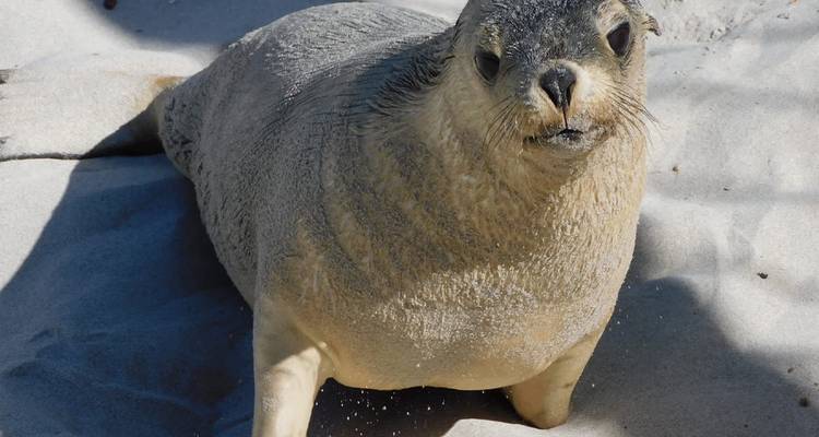 Gros plan d'un phoque au repos sur du sable pâle, de minuscules grains saupoudrés sur sa fourrure.