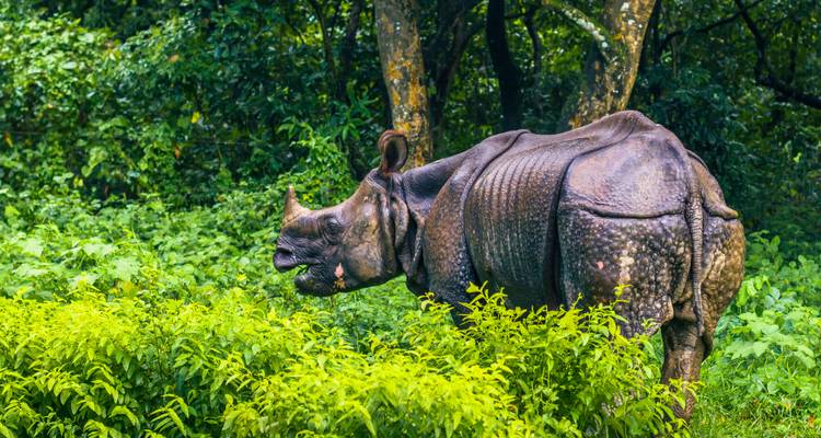 Ein einhorniges Nashorn weidet zwischen dichtem Laub auf einer Waldlichtung im subtropischen Wald.