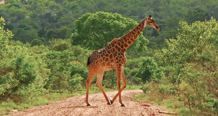 Una jirafa solitaria cruza un sendero de tierra entre arbustos verdes en una reserva de caza.
