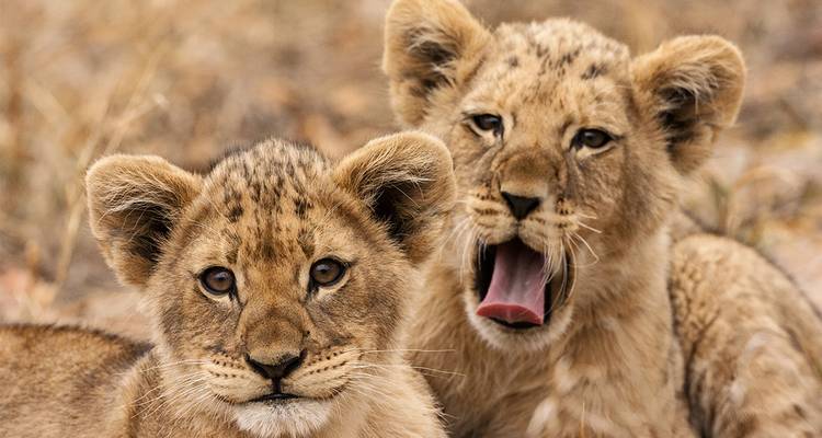 Primer plano de dos cachorros de león juguetones, uno bostezando ampliamente, en la sabana.