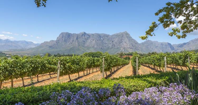 Hileras de vides verdes con un dramático telón de fondo montañoso y arbustos florecidos en primer plano.