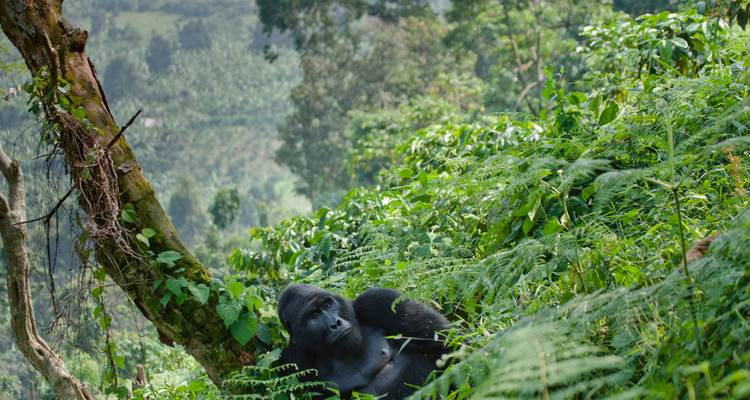 Ein einsamer Silberrücken-Gorilla, der inmitten dichtem grünen Laub an einem Hang ruht.