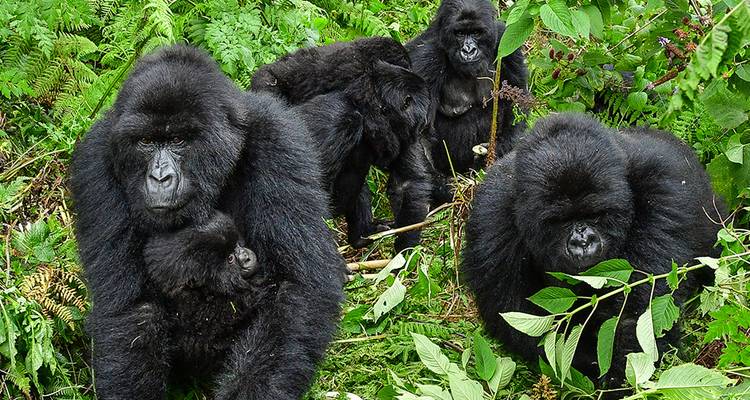 Eine Familie von Gorillas, die gemeinsam zwischen Farnen und Blattwerk nach Nahrung sucht.