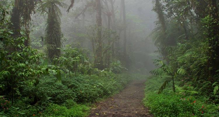 A mist-shrouded dirt path winding through dense, lush cloud forest vegetation.