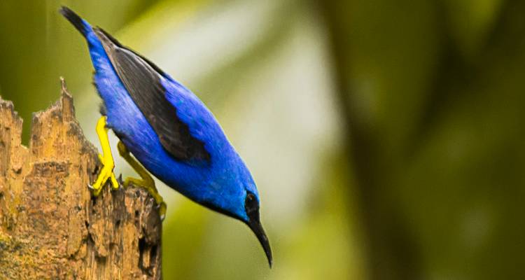 Close-up of a vivid blue songbird perched on a tree stump against a soft green backdrop.