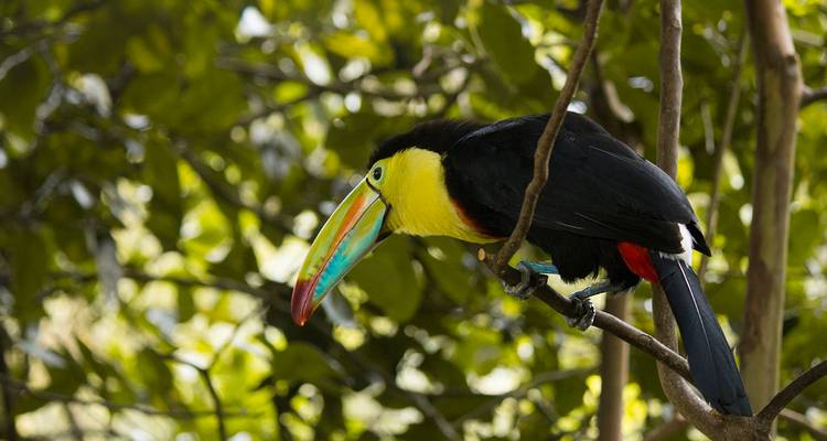 Keel-billed toucan with colorful beak perched among green foliage.