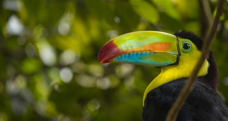 Dramatic close-up portrait of a toucan highlighting its multicolored bill.