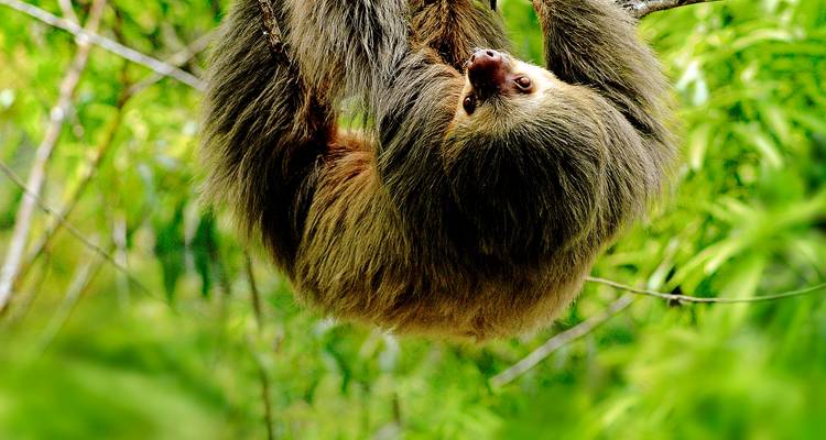 Two-toed sloth hanging upside-down from a tree amid green foliage.