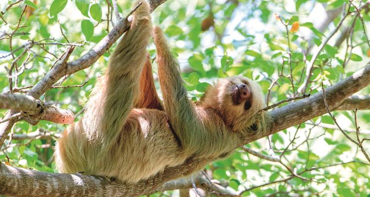 Brown-furred sloth reclining on a leafy tree branch in dappled sunlight.