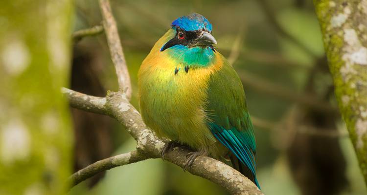 Colorful motmot bird with turquoise and yellow plumage perched on a branch.