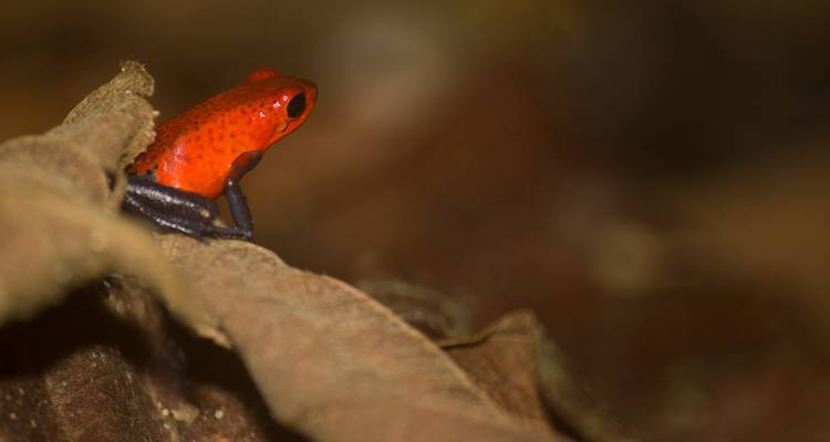 Petite grenouille venimeuse rouge vif perchée sur une feuille humide du sol forestier.