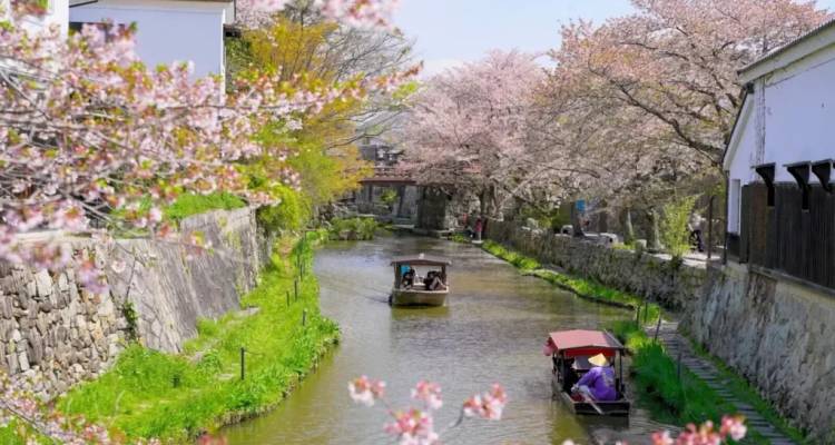 Canal bordé de fleurs de cerisier avec de petits bateaux en bois transportant des personnes sous les branches en fleur.