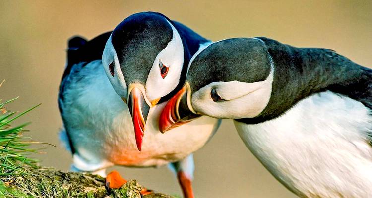 Deux macareux colorés se touchent le bec sur le bord d'une falaise herbeuse d'Islande.