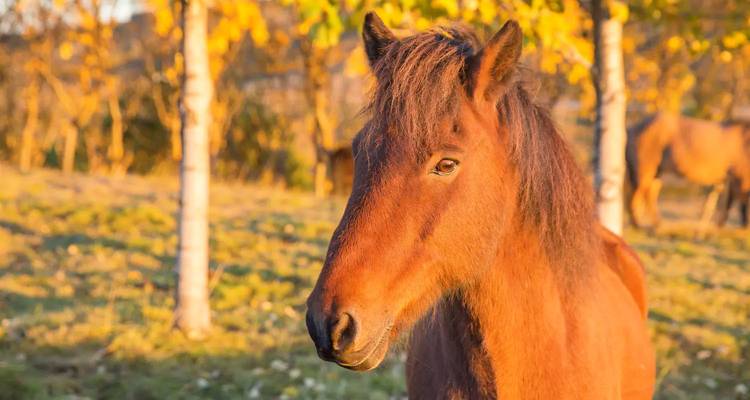 Un cheval islandais se tient dans la lumière dorée d'automne près de bouleaux.