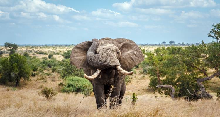 Gran elefante macho con colmillos camina a grandes pasos por las doradas praderas de la sabana