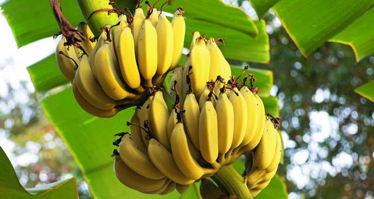 Gros plan de deux régimes complets de bananes jaunes mûres suspendus à une feuille verte de bananier.