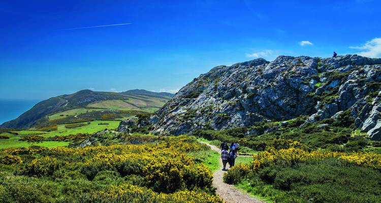 Wanderer folgen einem Klippenpfad durch blühenden Ginster mit Meer und Hügeln dahinter