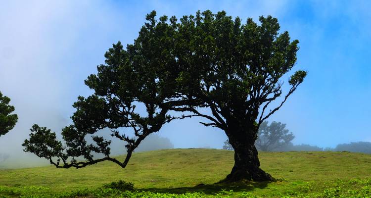 Knorriger Lorbeer steht auf einer nebligen grünen Wiese auf dem Madeira-Plateau
